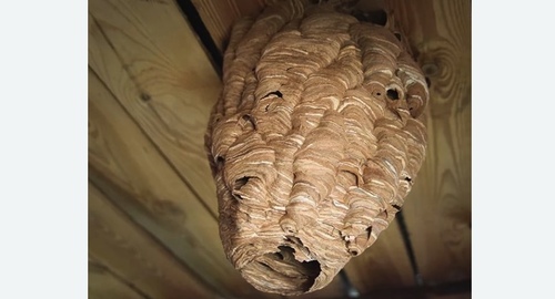 Обработка от шершней в Рязанском районе Москвы