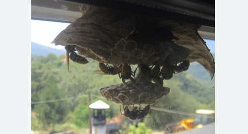 Уничтожение гнёзд шершней в Рязанском районе Москвы