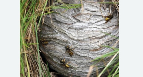 Уничтожение ос и ульев в Рязанском районе Москвы