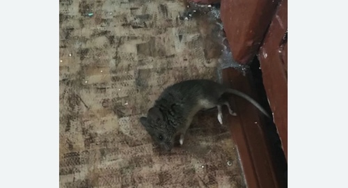 Дезинфекция от мышей в Рязанском районе Москвы
