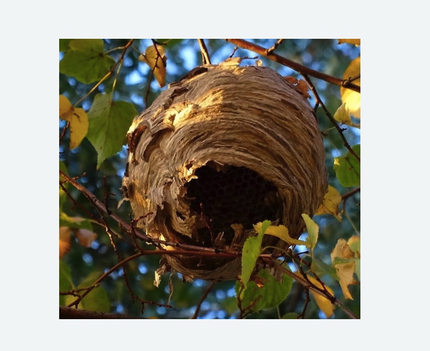 Обработка от шершней в Рязанском районе Москвы