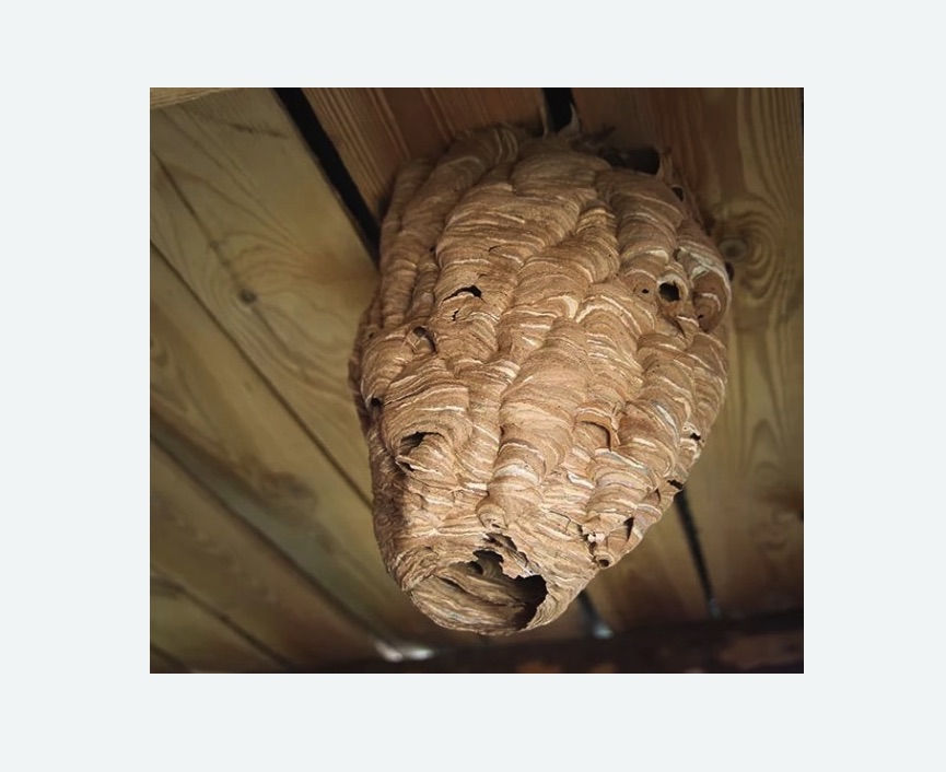 обработка от шершней в Рязанском районе Москвы