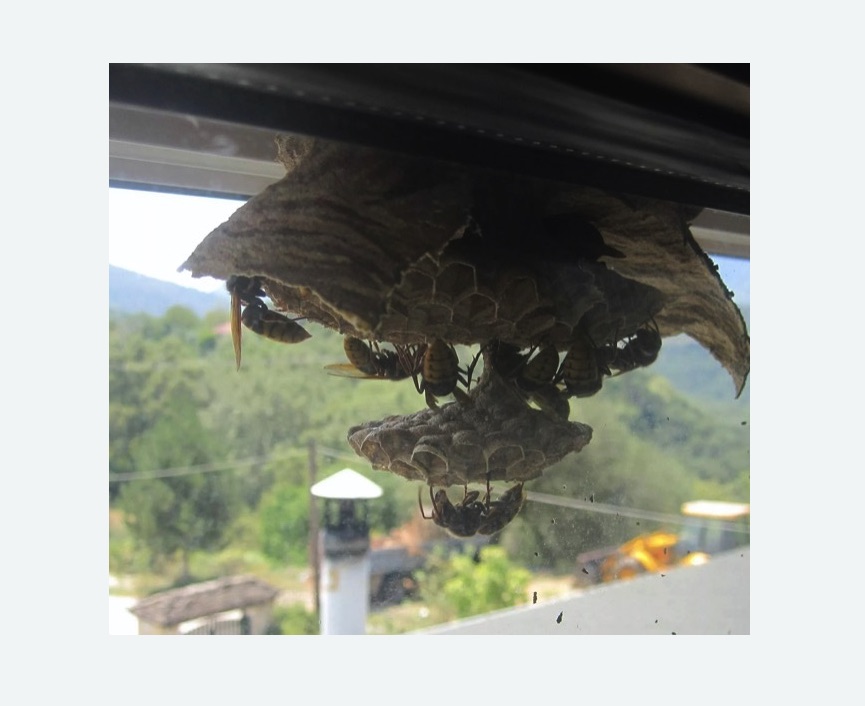 Уничтожение гнёзд шершней в Рязанском районе Москвы