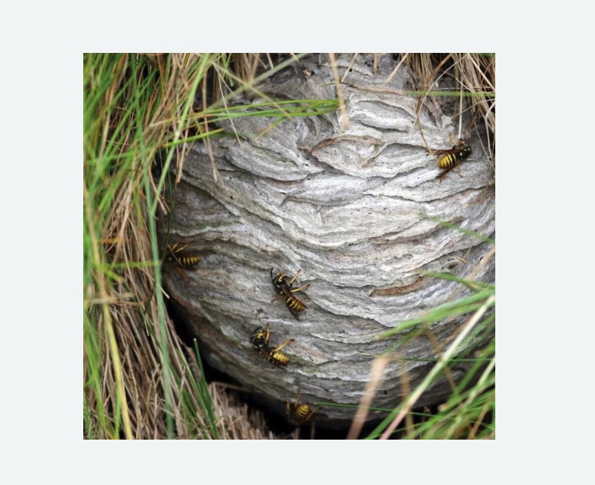 Уничтожение ос и ульев в Рязанском районе Москвы